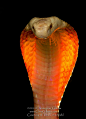 earthlynation:
“ Sunset Monacled Cobra. Photo by Christopher Gillette
”DW