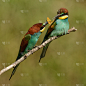 欧洲食蜂鸟(Merops apiaster)将食物传递给另一个食蜂鸟