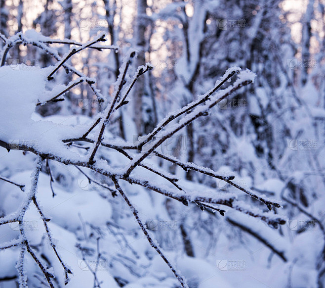 一根被雪覆盖的树枝，冬天森林背景下的霜，特写，复制空间，