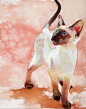 Siamese watercolor by Rachel Parker _水彩画 #水彩画#   #绘画# #艺术#