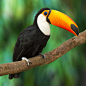 动物系列 - 美丽可爱的大嘴鸟