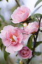 Camellia California Dawn I love soft pink camellias ..... it`s the waxy deep green leaves that juxtapose the soft pink - nature, it`s perfect!  Surprise, surprise!