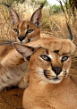 Caracals： 