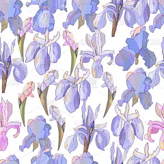 浪漫的花无缝图案与鸢尾在白色。