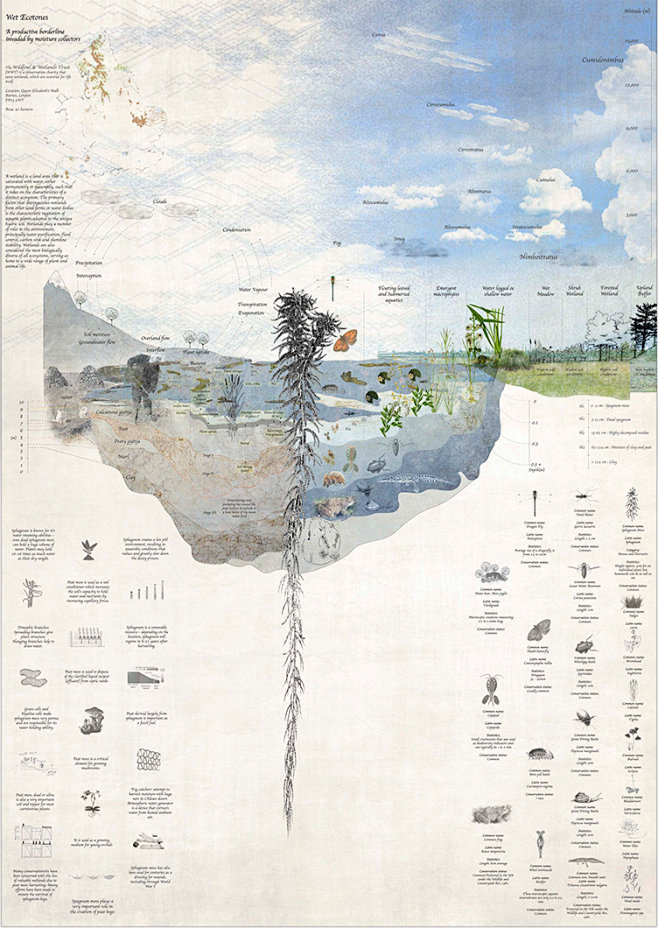 Wetland projects | Behance 上的照片、视频、徽标、插图和品牌