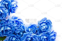 玫瑰,蓝色,白色,背景,分离着色,美,贺卡,边框,水平画幅,古典式