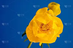 蓝底黄花
