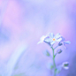 sweetheart*梦幻般的花卉摄影