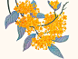 花鸟集/桂花