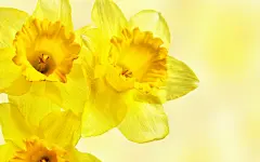 水仙花花语自恋图片壁纸桌面壁纸4