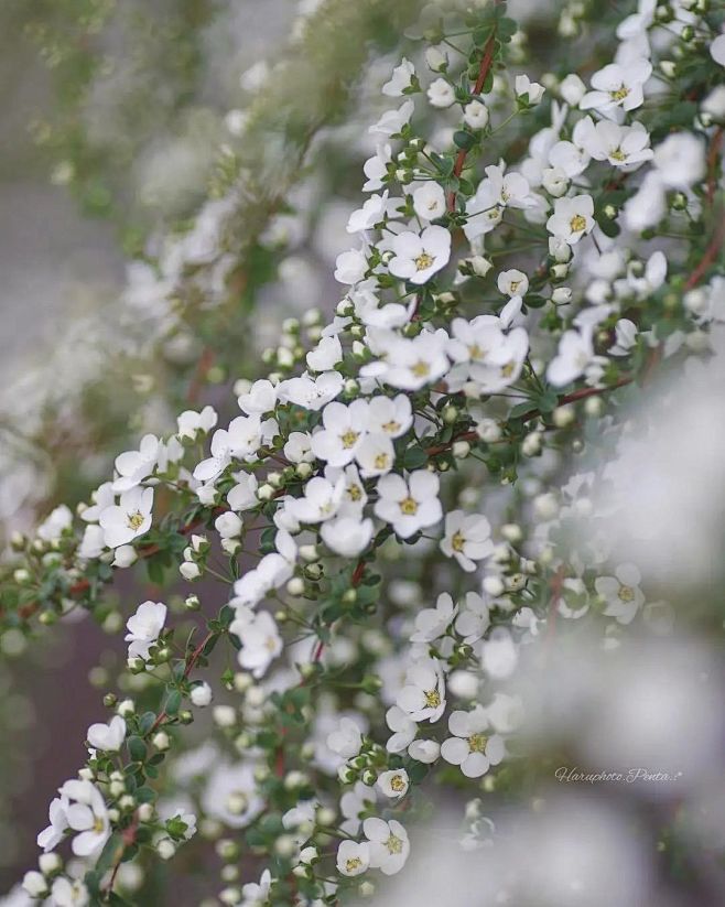 雪柳