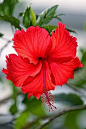 Red Hibiscus