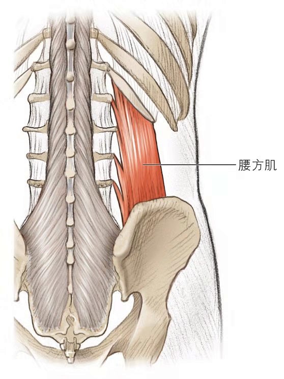 腰方肌解剖图片