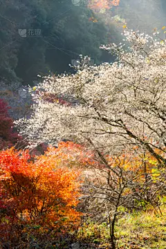 名古屋,秋天,樱之花,丰田市,石楠,鸡爪枫,垂直画幅,公园,里山,樱花