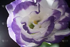 野风信子,德克萨斯,美,水平画幅,郁金香,无人,美人,工作室,lisianthus,花束