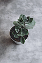 Succulent Plant on Pot