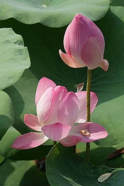 一花一世界，一叶一追寻。一曲一场叹，一生为一人。-花瓣网