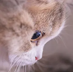 咖啡糖的眼眸，映射了我在拍它。
————————————
喜欢我们家咖啡糖的可以加铲屎官我想7900650和9707727~~一起吸猫交流~~
吸猫云养猫萌宠交流QQ群：2836266
————————————
@黑糖咖啡糖 @希丞妖叔 @星宠咖 @希丞 网红猫 吸猫 云养猫 长毛猫 萌宠 宠物 喵星人 猫咪 曼基康 头像 壁纸 手机壁纸 猫头像 猫壁纸 猫手机壁纸 猫摄 宠物摄影 萌宠摄影 猫咪摄影