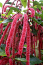 大戟科（Euphorbiaceae），铁苋菜属（Acalypha）狗尾红（Acalypha hispida Burm. F.）又名红穗铁苋菜