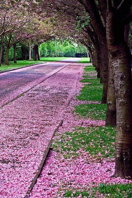 落英缤纷