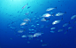 水波 水面 水纹 波浪 海面 海水 气泡 阳光 海底世界 珊瑚 一群鱼