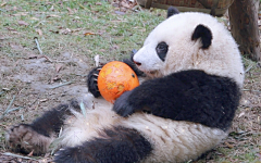 黑爪奶酪采集到熊猫啊啊啊