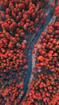 红遍整片山谷！南京栖霞山是你秋季拍摄满山枫叶的最佳打卡点。©视觉中国