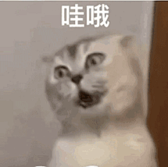 黑狗惊讶表情包_360图片