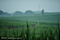 甘蔗糖农场
cane sugar farm