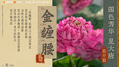 西多呗梨采集到包板