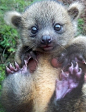 Now A New Photo Of A Baby Olinguito, Taken In Colombia By A Volunteer From SavingSpecies, Has Been Released | Cutest Paw
