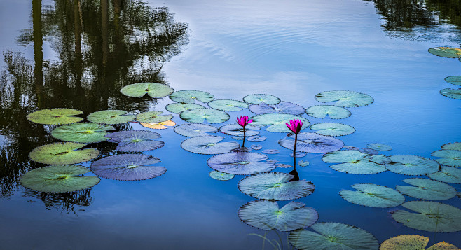 on blue pond ( 藍池塘 )...