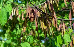 密苏里州东部紫荆豆荚近距离观看。