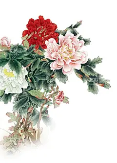 花鸟 牡丹  - 源文件下载【酷图网】牡丹,花鸟,国画去底,包装,月历
