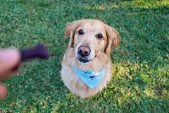 点击来源直接获取大图文件 |Golden Retriever sitting on the grass looking at food