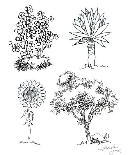 【20种植物的手绘速写技法】在最短的时间...