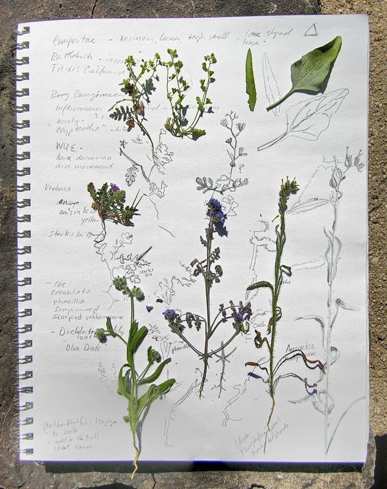 Nature study journal