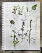 Nature study journal