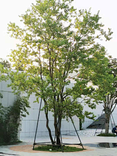 花花不在线采集到植物单体