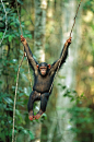 mxuntain:

Swinging Chimpanzee Kibale Forest, Uganda by Cyril Ruoso