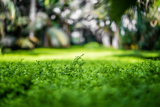 Mossy Lawn by Sven L...