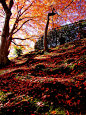 ビロードのような緑の苔の上に、
真っ赤の葉が散る秋印象。

ただこの片隅で、京都を好きになる。 #美景# #摄影师#