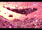 cherry blossoms purple whales detailed flying whales - Wallpaper (#391192) / Wallbase.cc