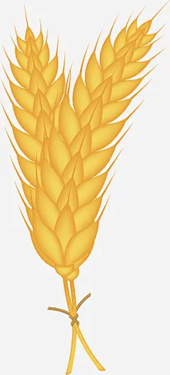 矢量图黄色的麦子ai免抠素材_新图网 https://ixintu.com 矢量图 麦子 食物 卡通手绘 抽象 稻谷 样图