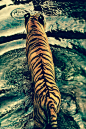 tigre | via Facebook 【  】