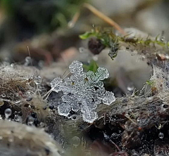 其实你不是采集到雪花