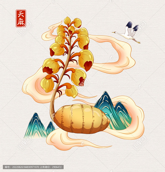 中草药天麻插画
