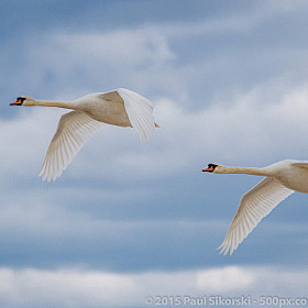 Two Mute Swans In Fl...