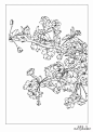 分享 | 9种花卉的各形态白描图 值得收藏