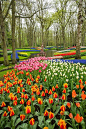 Keukenhof Gardens, Amsterdam, Netherlands颜色太杂 太艳俗